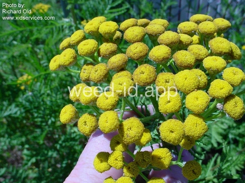 tansy, common